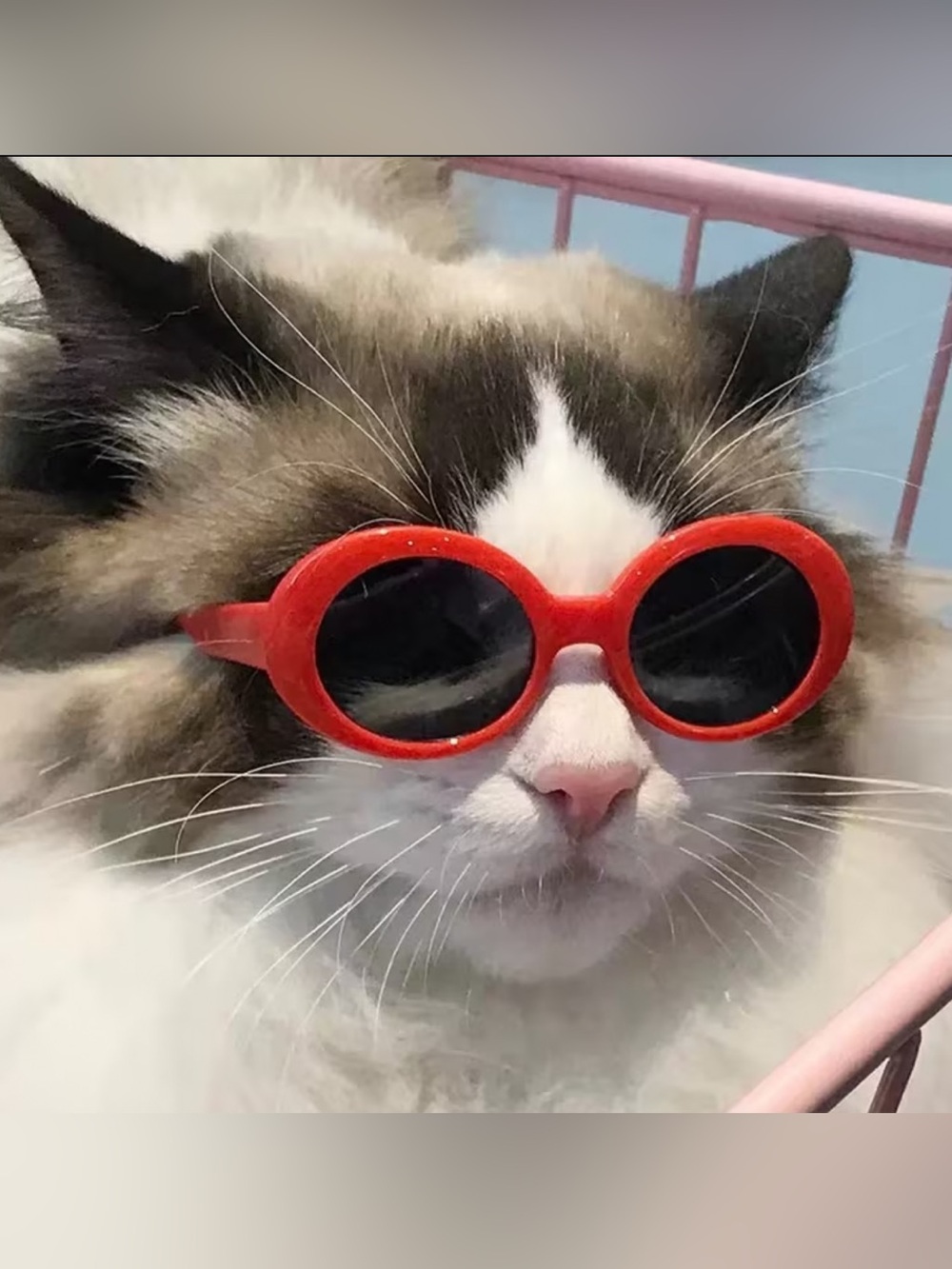 Red Oval Pet Sunglasses for Cats & Small Dogs Costume Glasses New